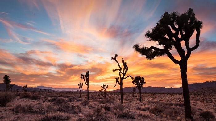 Joshua Tree National Park at Dawn with Moon and Clouds