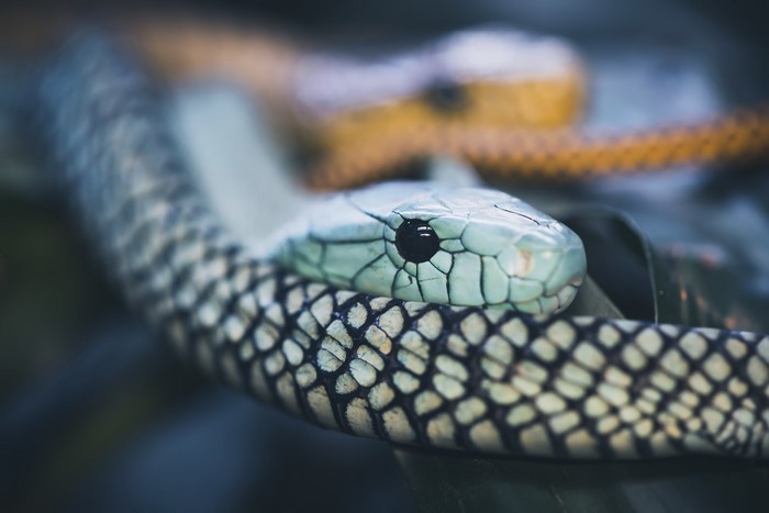 Close-up of a black mamba snake's head