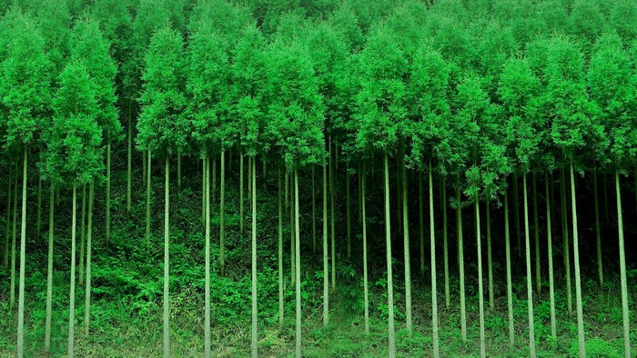 A dense forest of tall, slender trees with vibrant green foliage.