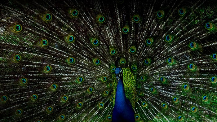 Peacock displaying its colorful tail feathers