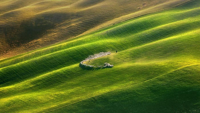 Sheep and shepherd in rolling green fields of Tuscany, Italy
