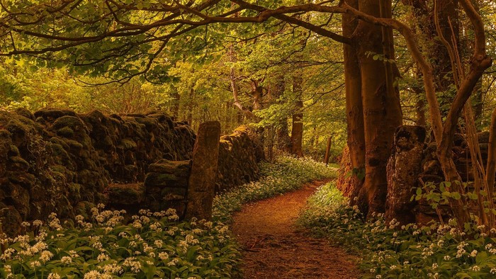 Stone wall and path in a forest with flowers