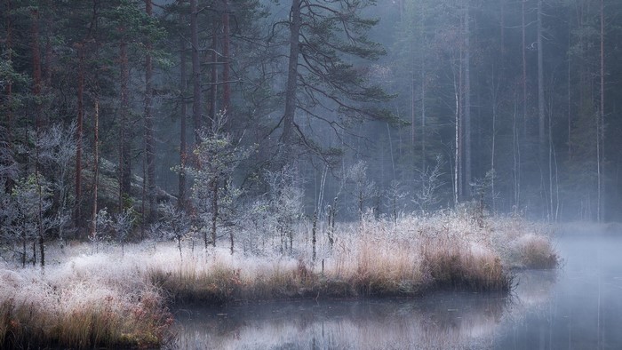 Misty forest with frosted plants and a calm river