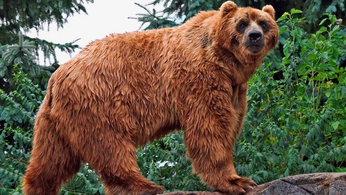 Brown bear standing on rocks with trees in background