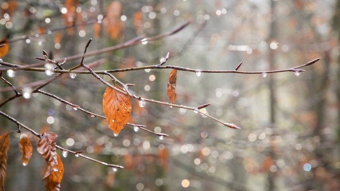 Autumn branches with water drops and leaves