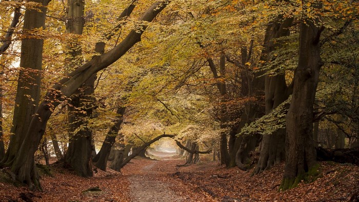 Autumn forest path with fallen leaves and arching trees