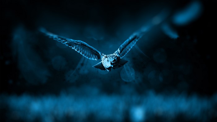 Owl in flight at night