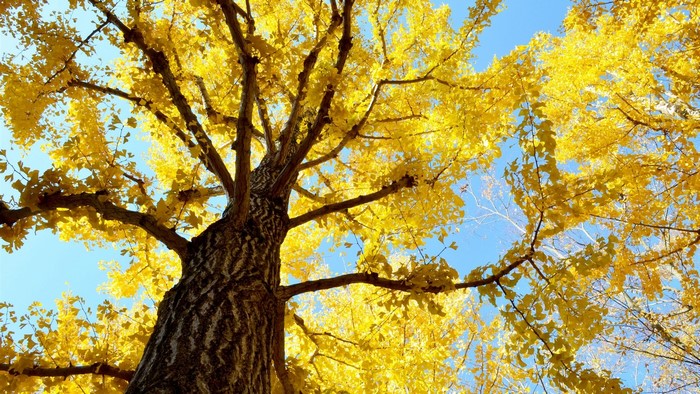 Ginkgo tree with yellow leaves against blue sky