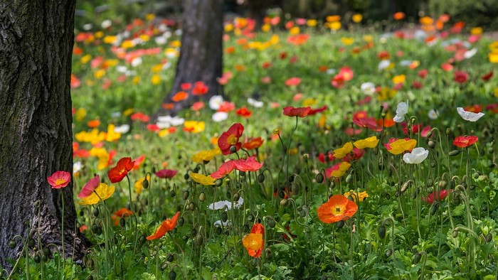Field of colorful poppies with trees