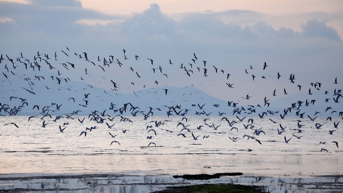 Flock of birds flying over water with mountains in background