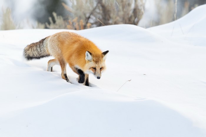 Red fox walking in the snow