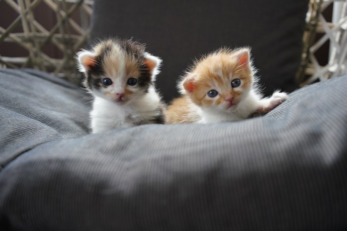 Two adorable kittens resting on a soft surface