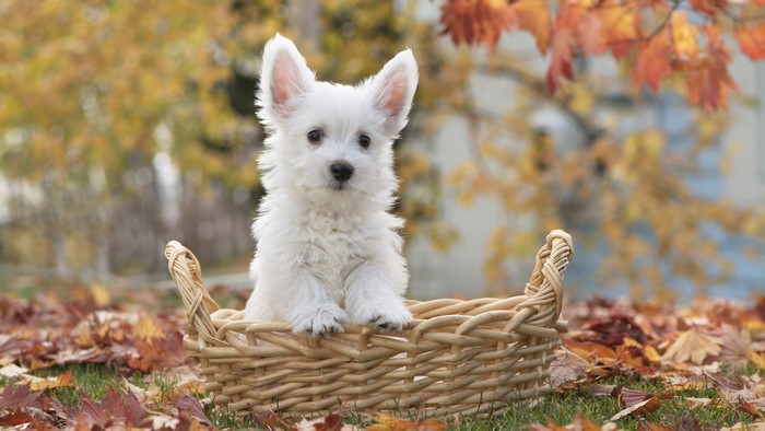 West Highland White Terrier puppy in a basket with autumn leaves