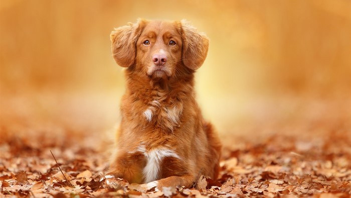 Brown dog lying on autumn leaves