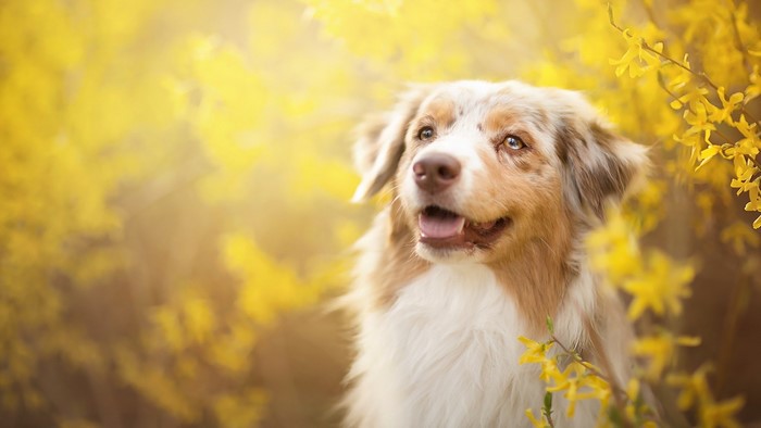 Australian Shepherd dog in yellow flowers