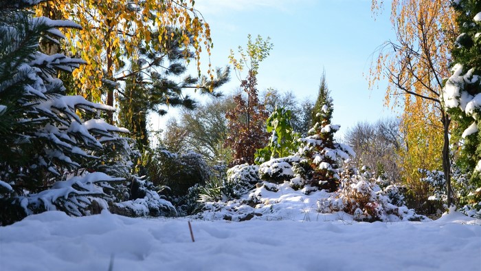 Snow-covered trees and plants in a garden under a clear sky