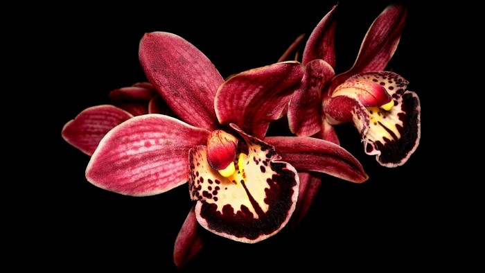 Close-up of deep red orchids with black background