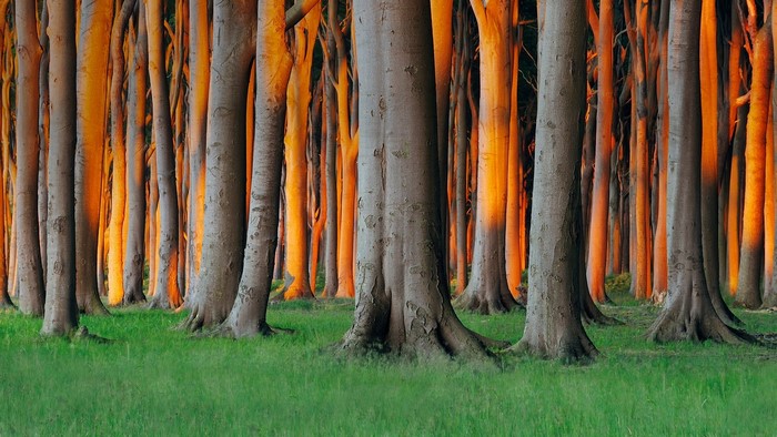 Sunlight filtering through trees in a German forest
