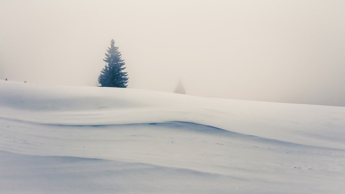 Snowy landscape with pine trees in mist
