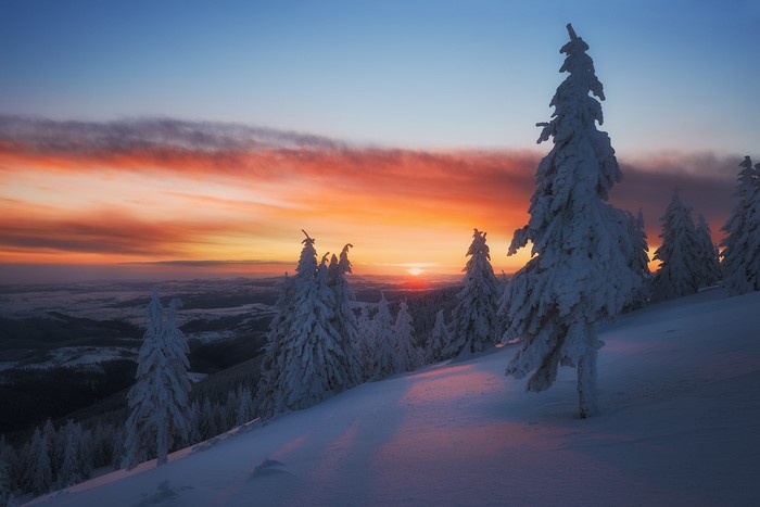Snow-covered pine trees at sunset in a winter landscape