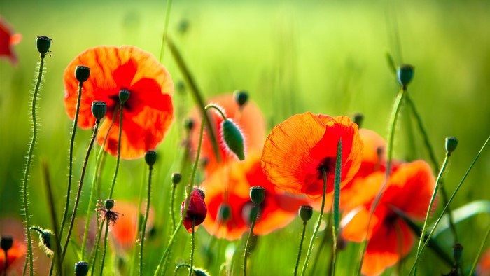 Field of red poppies and seed pods in daylight