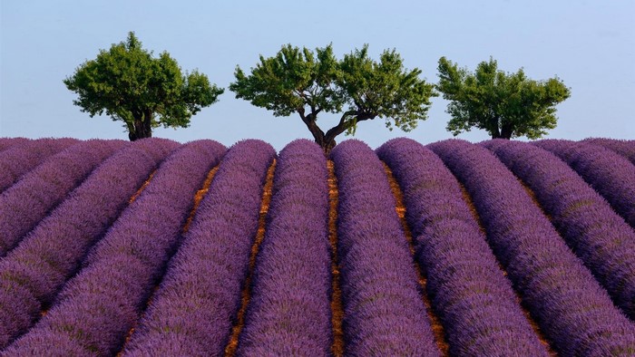 Lavender field with trees under a clear sky