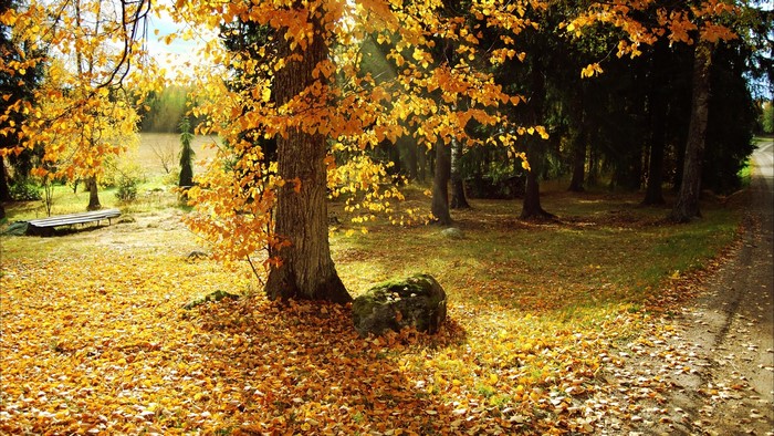 Autumn forest with fallen leaves and sunlight