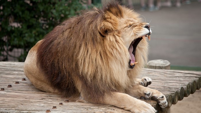 Lion yawning on a wooden platform