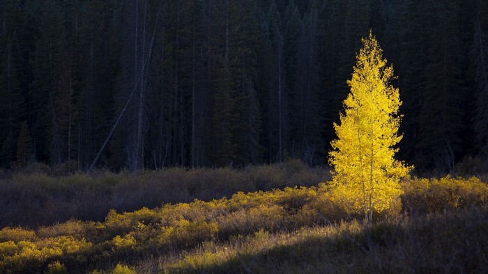 Golden Aspen Tree in Dark Forest Landscape