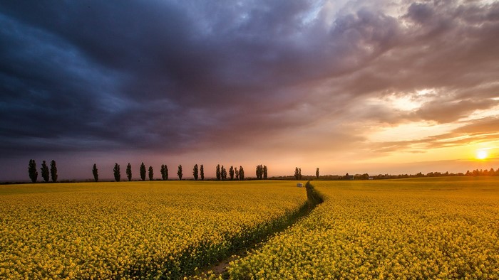 Yellow flower field at sunset with dramatic clouds