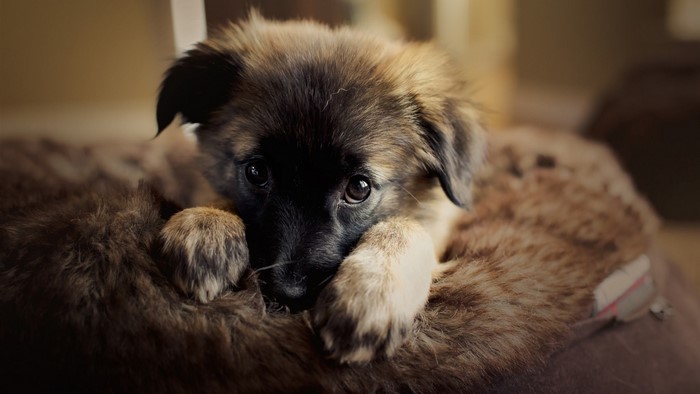 A fluffy puppy rests on a brown furry surface