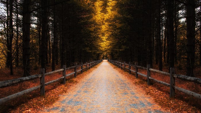 A dirt road lined with wooden fences and autumn trees