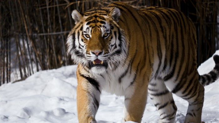 Tiger walking in the snow
