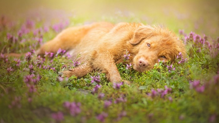 Golden retriever dog resting in a field of purple flowers