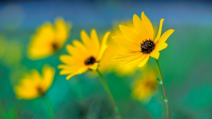 Yellow flowers with blurred background