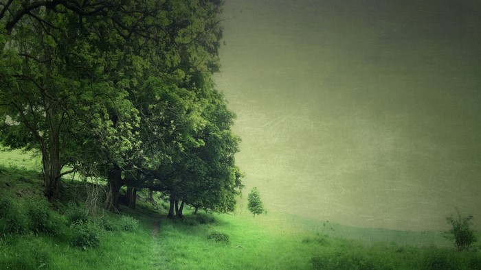 A path winds through a grassy field next to a line of trees.