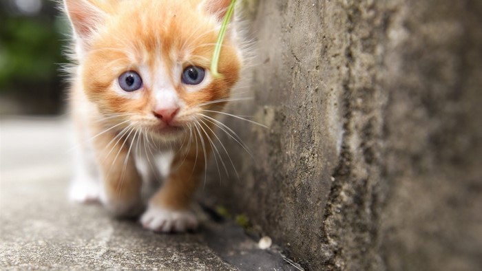 Orange kitten with blue eyes walking outdoors