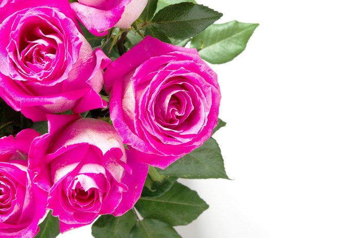 Pink and white roses with green leaves