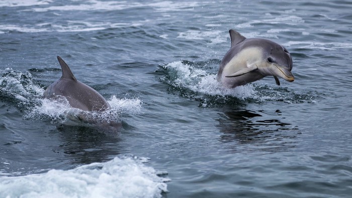 Two dolphins jumping out of the water
