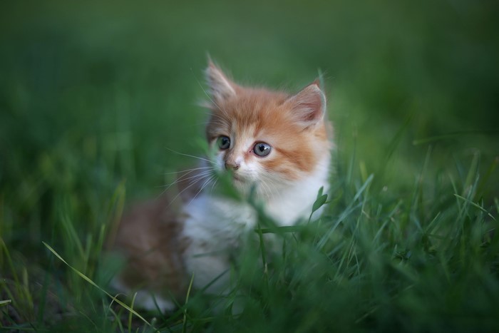Orange and white kitten sitting in green grass