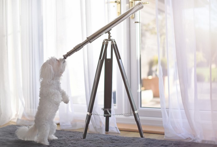 Maltese dog looking through a telescope