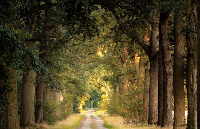 A dirt path through a sunlit forest with tall trees