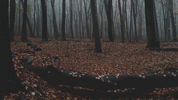 Misty forest with fallen leaves and logs