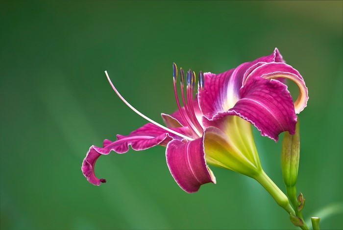 Close-up of a vibrant purple and yellow daylily flower