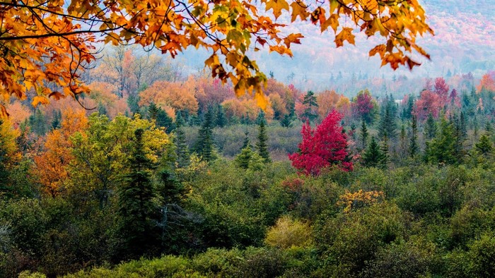 Autumn forest landscape with colorful trees