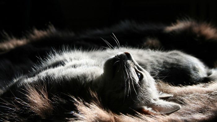 Cat lying on fur in dramatic lighting