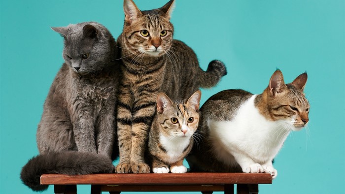 Four cats sitting on a wooden surface against a teal background
