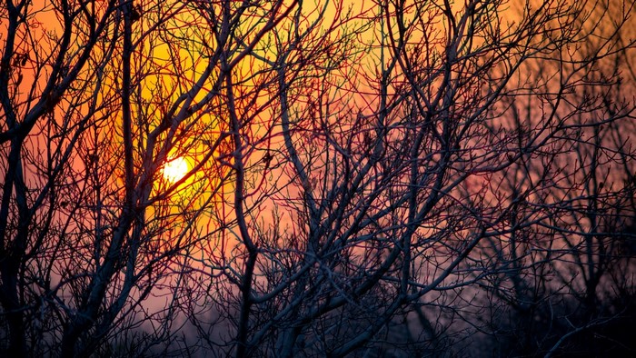Bare tree branches against a sunset sky
