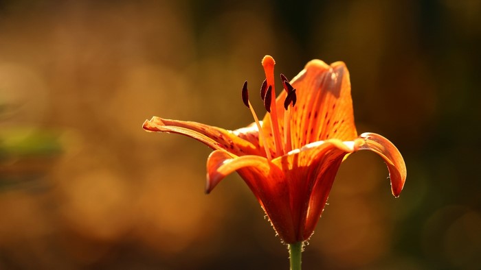 Close-up of an orange lily flower