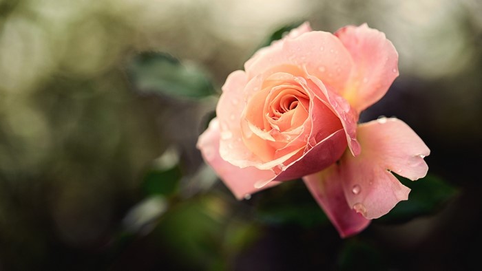 Close-up of a pink rose with water drops